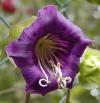 Vilec šplhavý - Cobaea scandens Vilec šplhavý - Cobaea scandens