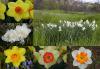 Narcissus - narcis Narcissus - narcis
