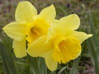 Narcissus Dutch Master - narcis Narcissus Dutch Master - narcis