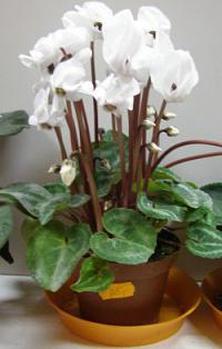 Cyclamen persicum - brambořík Cyclamen persicum - brambořík