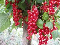 Ribes rubrum 'Tatran' - rybíz Ribes rubrum 'Tatran' - rybíz