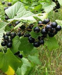 Ribes nigrum - černý rybíz Ribes nigrum - černý rybíz