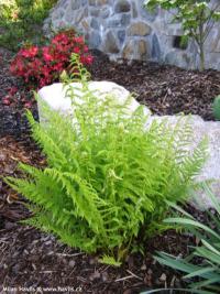 Athyrium filix-femina - papratka samičí Athyrium filix-femina - papratka samičí