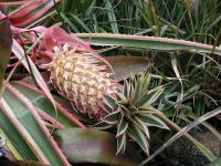 Bromelie v bytě: Ananas comosus Variegatus Bromelie v bytě: Ananas comosus Variegatus