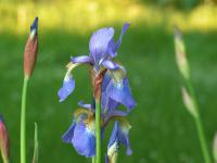 Iris sibirica - kosatec sibiřský Iris sibirica - kosatec sibiřský