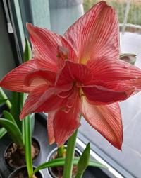 Hippeastrum hybridum 'Sweet Nymph' - hvězdník Hippeastrum hybridum 'Sweet Nymph' - hvězdník