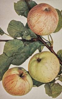Malus domestica 'Astrachán bílý' - jabloň domácí Malus domestica 'Astrachán bílý' - jabloň domácí