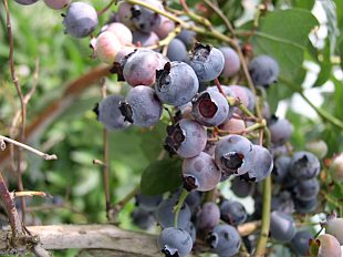 Vaccinium corymbosum - borówka kanadyjska Vaccinium corymbosum - borówka kanadyjska