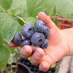 Vaccinium corymbosum Vaccinium corymbosum