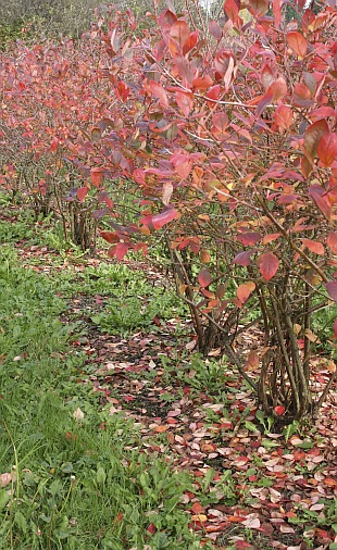 Vaccinium corymbosum - brusnice chocholičnatá (TIP ZC CS) Vaccinium corymbosum - brusnice chocholičnatá (TIP ZC CS)