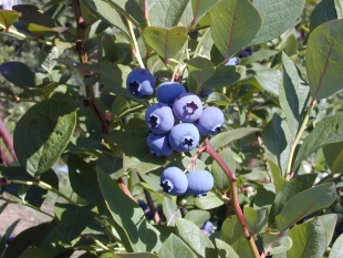 Vaccinium corymbosum 'Berkeley' - brusnice chocholičnatá (TIP ZC CS) Vaccinium corymbosum 'Berkeley' - brusnice chocholičnatá (TIP ZC CS)