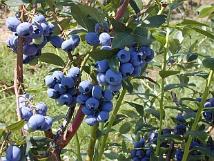 Vaccinium corymbosum 'Blue Crop' - brusnice chocholičnatá (TIP ZC CS) Vaccinium corymbosum 'Blue Crop' - brusnice chocholičnatá (TIP ZC CS)