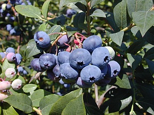 Vaccinium corymbosum 'Blueray' - brusnice chocholičnatá (TIP ZC CS) Vaccinium corymbosum 'Blueray' - brusnice chocholičnatá (TIP ZC CS)