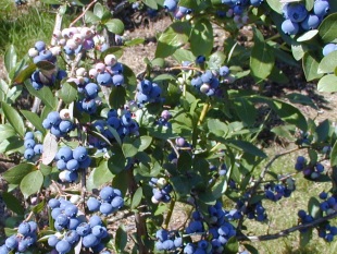 Vaccinium corymbosum 'Iranka' - brusnice chocholičnatá (TIP ZC CS) Vaccinium corymbosum 'Iranka' - brusnice chocholičnatá (TIP ZC CS)