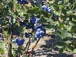 Vaccinium corymbosum 'Jersey' - brusnice chocholičnatá (TIP ZC CS) Vaccinium corymbosum 'Jersey' - brusnice chocholičnatá (TIP ZC CS)