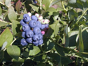 Vaccinium corymbosum 'Zückertraube' - brusnice chocholičnatá (TIP ZC CS) Vaccinium corymbosum 'Zückertraube' - brusnice chocholičnatá (TIP ZC CS)