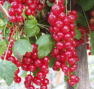 Ribes rubrum 'Tatran' - červený rybíz (ŠKOLKA PŘÍBOR) Ribes rubrum 'Tatran' - červený rybíz (ŠKOLKA PŘÍBOR)