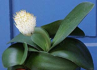 Haemanthus albiflos - krvokvět bělokvětý Haemanthus albiflos - krvokvět bělokvětý