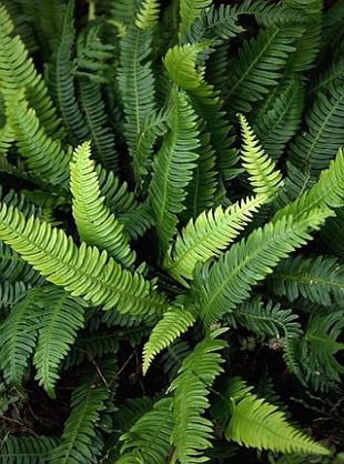 Blechnum spicant - žebrovice různolistá Blechnum spicant - žebrovice různolistá