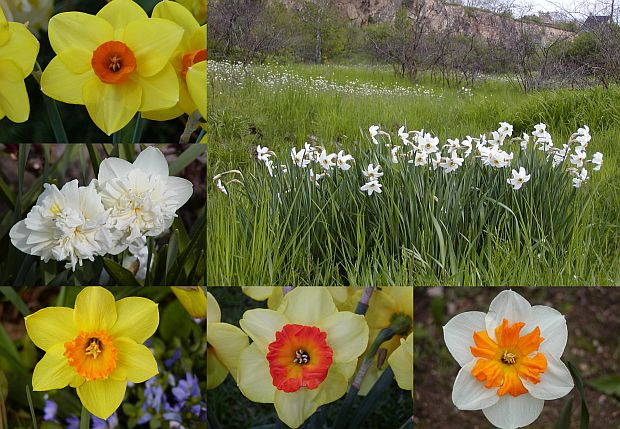 Narcissus - narcis Narcissus - narcis