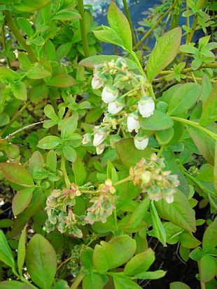 Vaccinium corymbosum 'Bluecrop' - borůvka chocholičnatá Vaccinium corymbosum 'Bluecrop' - borůvka chocholičnatá