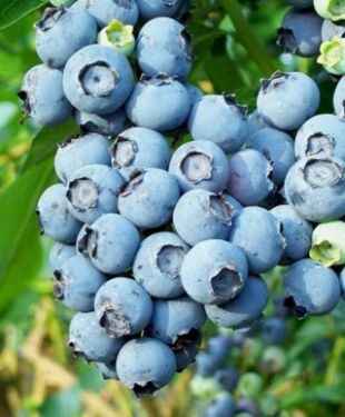Vaccinium corymbosum 'Reka' - borůvka chocholičnatá Vaccinium corymbosum 'Reka' - borůvka chocholičnatá
