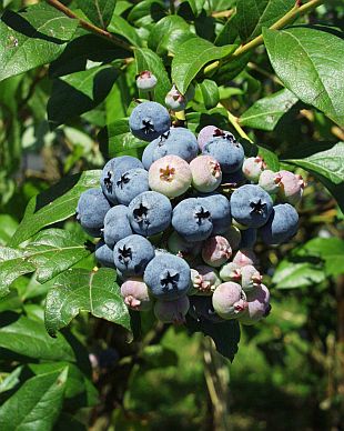 Vaccinium corymbosum - brusnice chocholičnatá, kanadská borůvka (TIP ZC CS) Vaccinium corymbosum - brusnice chocholičnatá, kanadská borůvka (TIP ZC CS)