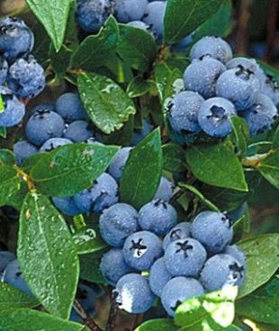 Vaccinium corymbosum 'Patriot' - kanadská borůvka Vaccinium corymbosum 'Patriot' - kanadská borůvka