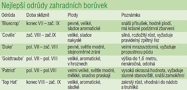 Vaccinium corymbosum: nejlepší odrůdy zahradních borůvek Vaccinium corymbosum: nejlepší odrůdy zahradních borůvek