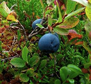 Vaccinium corymbosum - borůvka kanadská Vaccinium corymbosum - borůvka kanadská