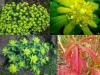 Euphorbia - pryšec Euphorbia - pryšec