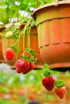 Jahodníky do závěsných nádob a truhlíků (PIXABAY) Jahodníky do závěsných nádob a truhlíků (PIXABAY)