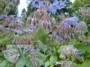 Borago - brutnák Borago - brutnák