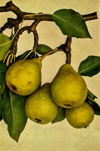 Pyrus communis 'Magdalénka' - hrušeň obecná Pyrus communis 'Magdalénka' - hrušeň obecná