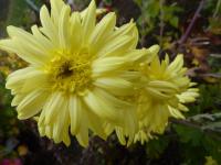Chrysanthemum x morifolium 'Šlapanická Věra' - listopadka zahradní Chrysanthemum x morifolium 'Šlapanická Věra' - listopadka zahradní