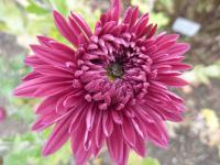 Chrysanthemum x morifolium 'Šlapanická Markéta' - listopadka zahradní Chrysanthemum x morifolium 'Šlapanická Markéta' - listopadka zahradní