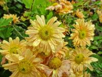 Chrysanthemum x morifolium 'Šlapanická Vladěnka' - listopadka zahradní Chrysanthemum x morifolium 'Šlapanická Vladěnka' - listopadka zahradní