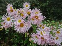 Chrysanthemum x morifolium 'Šlapanická Růženka' - listopadka zahradní Chrysanthemum x morifolium 'Šlapanická Růženka' - listopadka zahradní