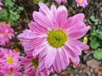 Chrysanthemum x morifolium 'Šlapanická Helenka' - listopadka zahradní Chrysanthemum x morifolium 'Šlapanická Helenka' - listopadka zahradní
