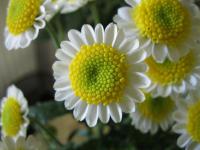 Chrysanthemum x morifolium 'Sun Up' - listopadka zahradní Chrysanthemum x morifolium 'Sun Up' - listopadka zahradní