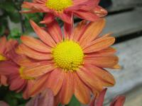 Chrysanthemum x morifolium 'Šlapanická Eva' - listopadka zahradní Chrysanthemum x morifolium 'Šlapanická Eva' - listopadka zahradní