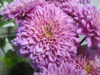 Chrysanthemum x morifolium 'Šlapanická Magda' - listopadka zahradní Chrysanthemum x morifolium 'Šlapanická Magda' - listopadka zahradní